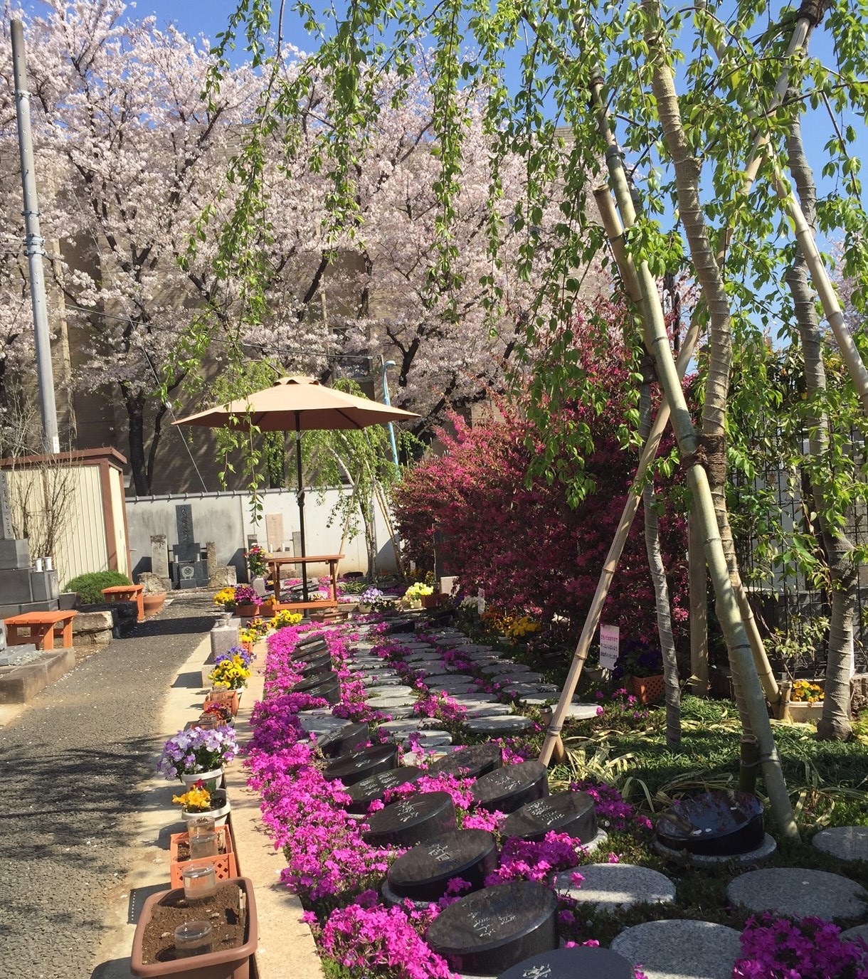 杉並区 樹木葬｜桜の庭園の写真